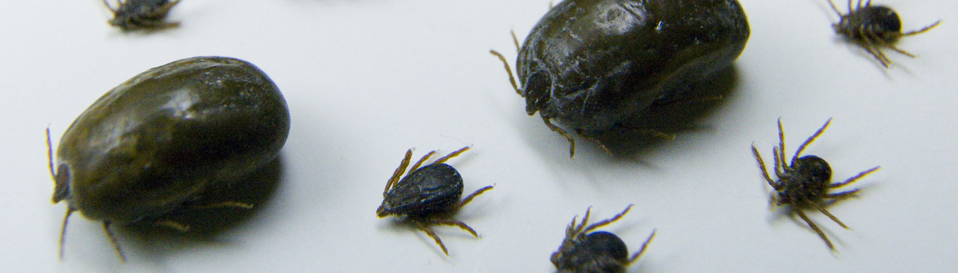 Close up picture of ticks. 