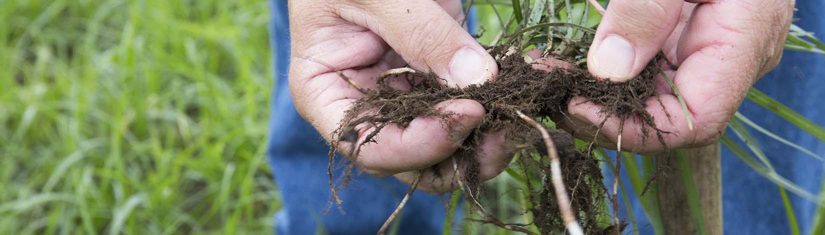 Hands holding plant roots while organic gardening